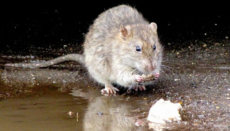 Популярное: Популяция крыс в Нью-Йорке снизилась на 80-90%