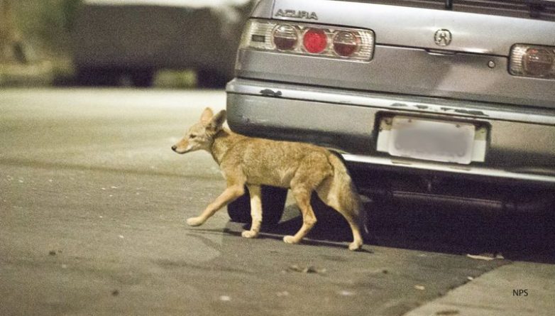 Происшествия: Лос-Анжелес страдает от нашествия койотов?