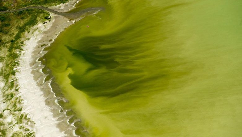 Происшествия: Более 100 человек пострадали от ядовитых водорослей в штате Юта