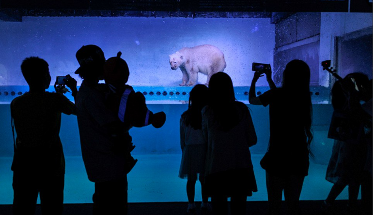 В мире: 400 тысяч человек подписали петицию, чтобы помочь "плачущему медведю"