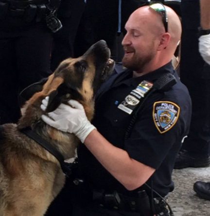 Происшествия: Полицейские спасли 22 собаки, запертых в машине в Бронксе