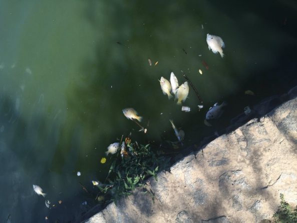 Происшествия: Из-за аномальной жары в озере Prospect Park вымирает рыба