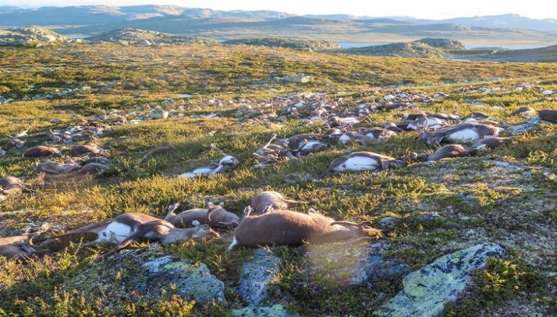 В мире: Более 300 оленей были убиты ударом молнии в Норвегии