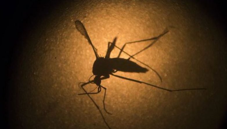 Общество: В Нью-Йорке ещё раз распылят пестициды от комаров