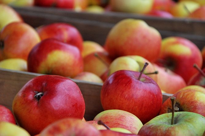 Досуг: Лучшие места для сбора яблок возле Нью-Йорка