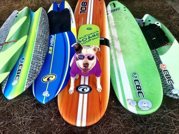 Досуг: Surf City Surf Dog: собаки Лос-Анджелеса покоряют волны
