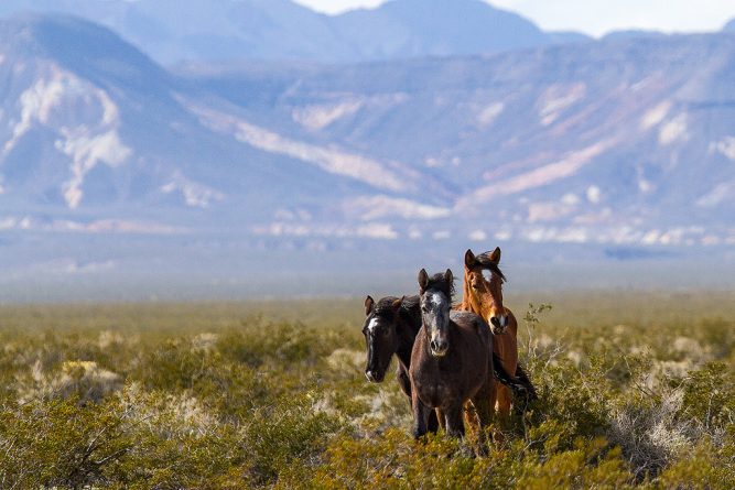 Популярное: Правительство США может уничтожить 45,000 диких лошадей, чтобы создать больше ферм