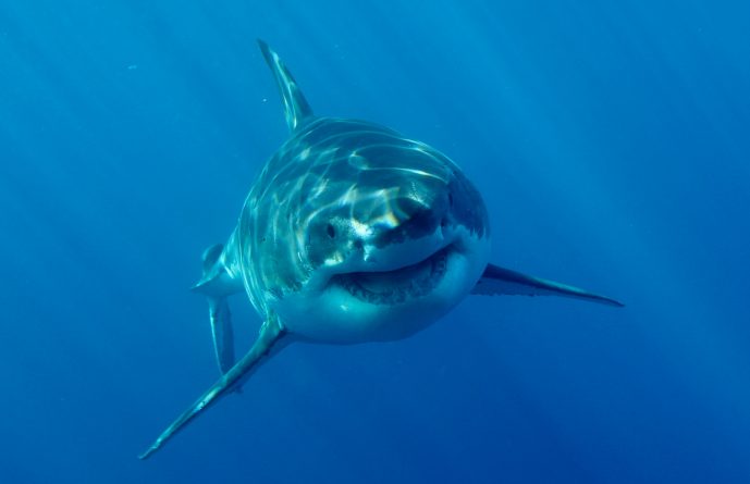 Популярное: У берегов Лонг-Айленда завелись 9 детенышей белой акулы