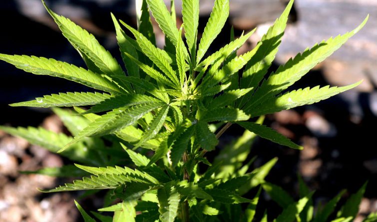 Общество: В ноябре вопрос о легализации марихуаны вынесут на голосование в пяти штатах