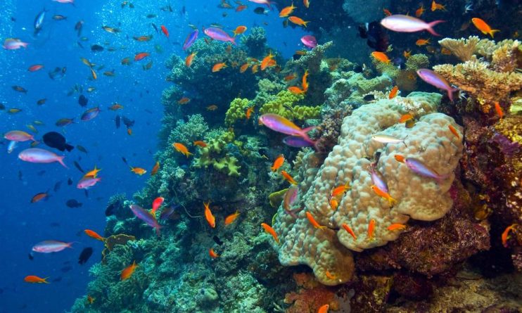 В мире: Барьерный риф объявлен мертвым в возрасте 25 миллионов лет