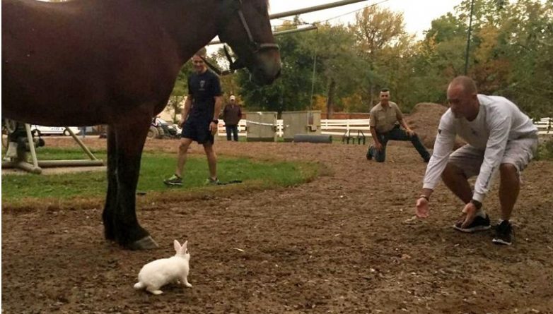 Популярное: Кролик Бандит стал почетным членом конного патруля Нью-Йорка