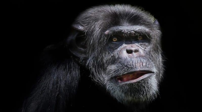 В мире: Самку шимпанзе спасут от одиночества