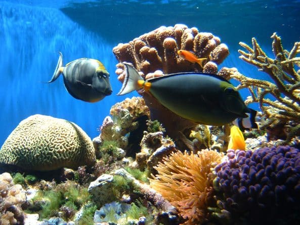 В мире: Миллионы людей пострадают из-за гибели коралловых рифов
