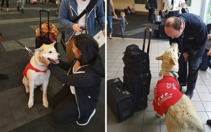 Популярное: Собаки помогают справиться с тревогой в аэропорту LAX