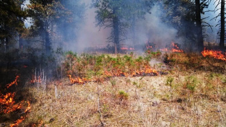 Происшествия: Синоптик-самоучка устроил лесной пожар ради просмотров в Facebook
