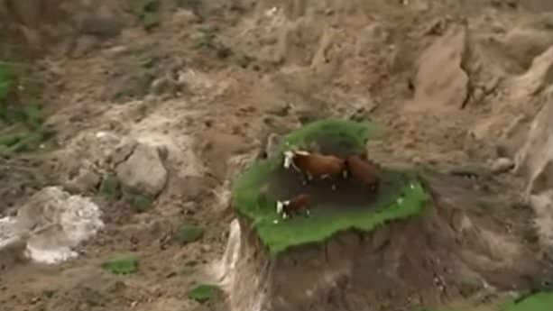 В мире: Коровы спаслись от землетрясения на крошечном островке травы (видео)