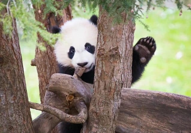 Популярное: Ветеринары спасли панду из зоопарка в Вашингтоне