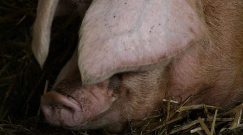 Общество: Ученые обнаружили, что свиньи могут быть пессимистами