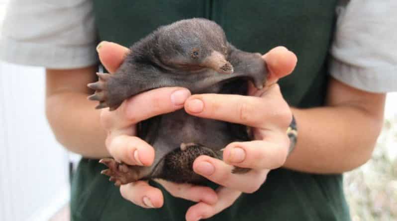 В мире: В зоопарке Сиднея впервые за 29 лет родились ехидны