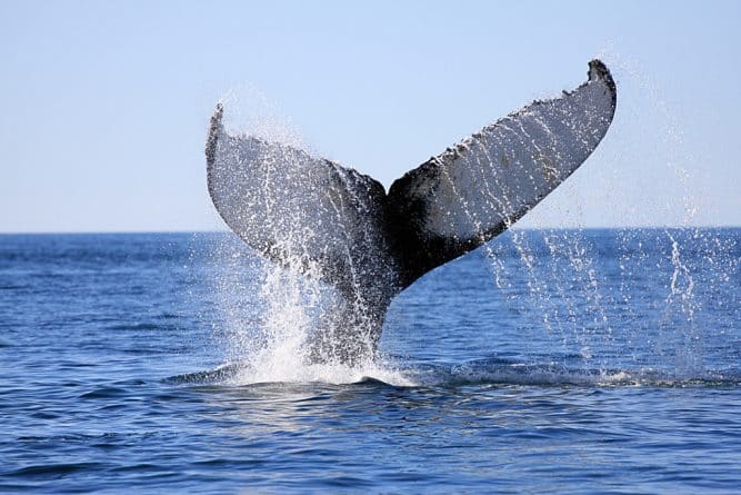 Общество: Турист из морских глубин: кит у статуи Свободы (видео)