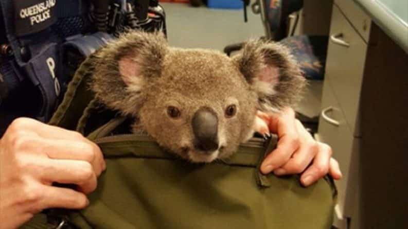 В мире: Во время обыска у женщины нашли… коалу