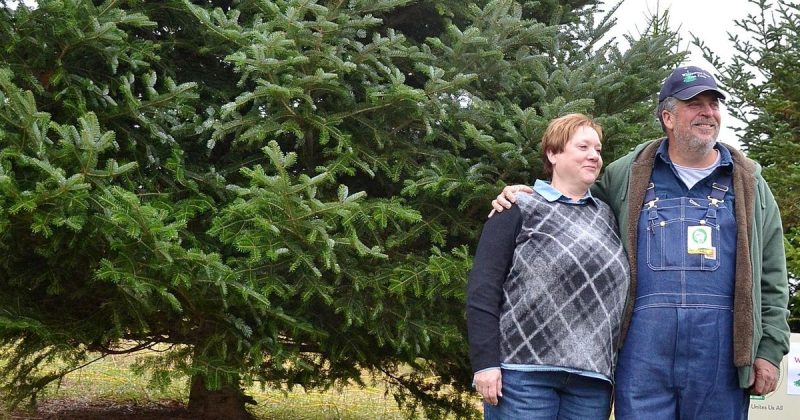 Общество: Рождественская елка из Висконсина украсит Белый дом