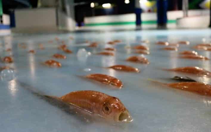 В мире: В Японии закрыли каток с 5000 замороженных рыб