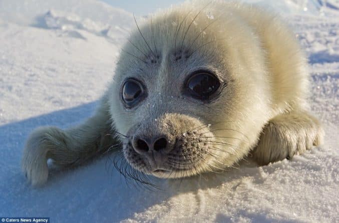 В мире: Крошечный тюлень попал в объектив фотографа на берегу Байкала (фото)