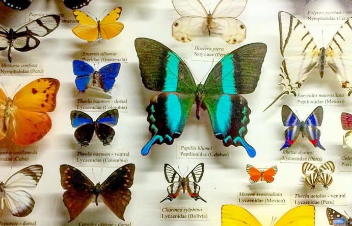 Досуг: Выставка бабочек откроется в Нью-Йорке в эти выходные