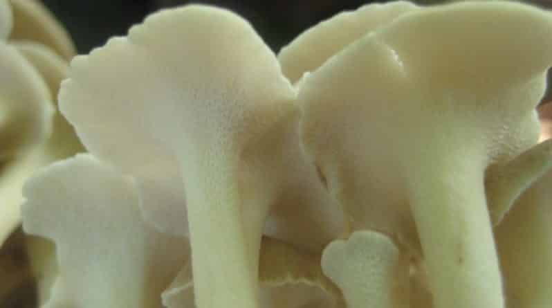 Закон и право: Полиция нашла тайные теплицы, где выращивались психоделические грибы