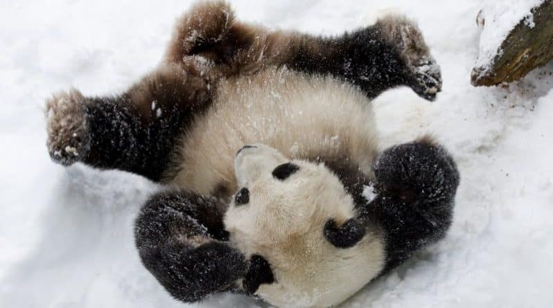 Досуг: Интернет взорвал видеоролик, в котором панда сражается со снеговиком