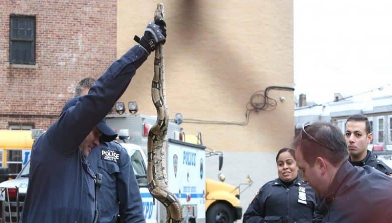 Происшествия: Огромный мертвый удав был найден возле школы в Bronx