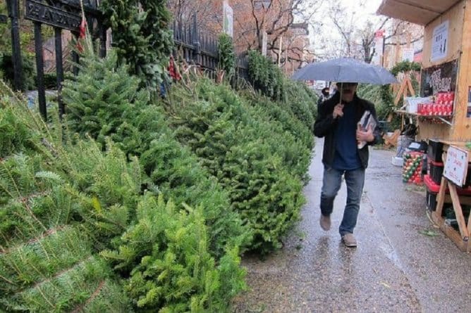 Полезное: Где купить рождественскую елку в Нью-Йорке?