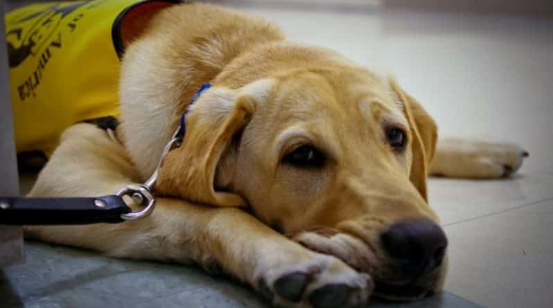 Закон и право: Ресторан заплатит 20 000 долларов слепому с собакой-поводырем