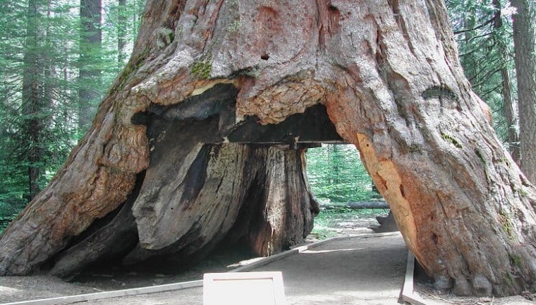 Популярное: Ураган в Калифорнии уничтожил уникальное дерево-тоннель