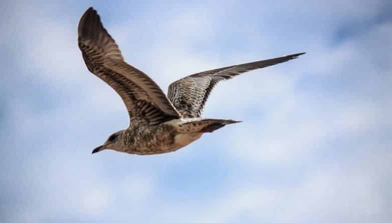 Общество: В США уничтожили 70 000 птиц для обеспечения безопасности полетов
