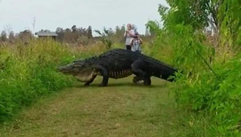 Видео: Гигантский аллигатор в природном заповеднике Флориды (видео)