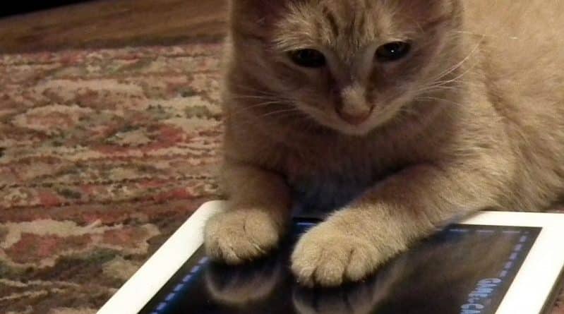 В мире: В канадском приюте для кошек питомцам купили айпады