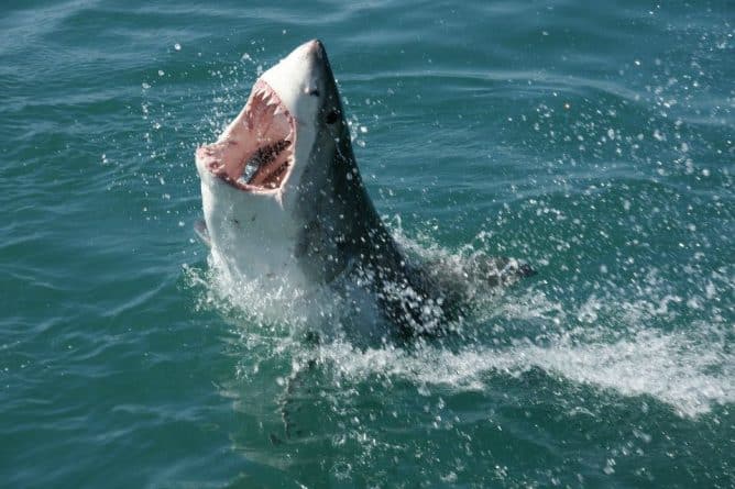 Общество: В Orange County появились белые акулы