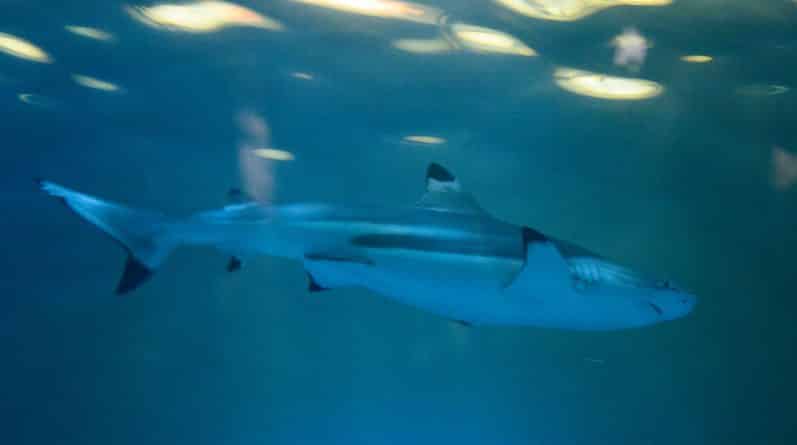 Популярное: В прибрежной зоне округа Ориндж замечена крупная акула