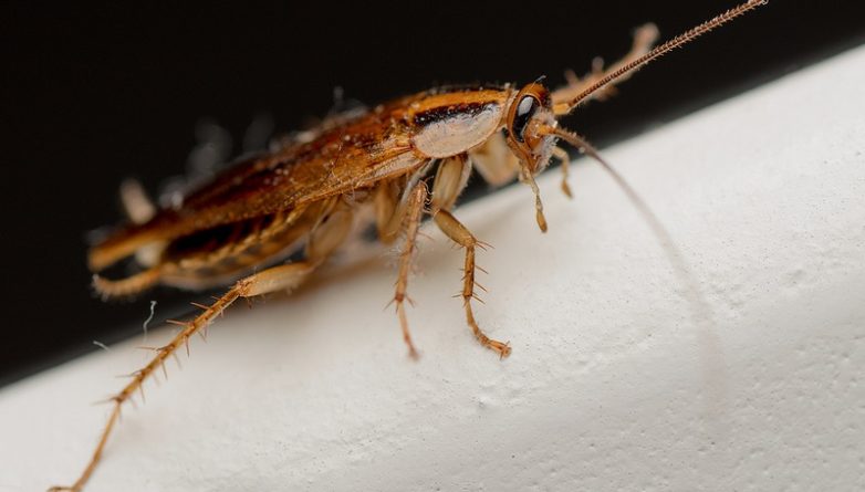 В мире: Доктора извлекли живого таракана из черепа женщины (видео)