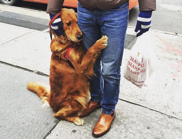 Общество: В Нью-Йорке появилась собака, которая любит обниматься