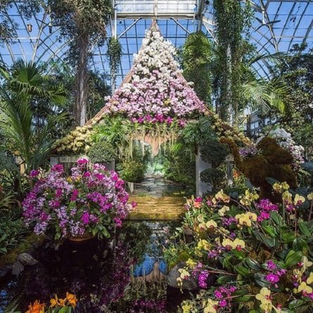 Досуг: Восхитительная выставка орхидей в Ботаническом саду Нью-Йорка (фото)