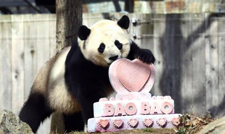 Популярное: Знаменитая панда Бао-Бао переедет из Вашингтона в Китай