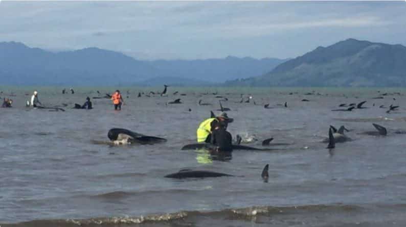 В мире: Еще 240 черных дельфинов выбросились на берег в Новой Зеландии