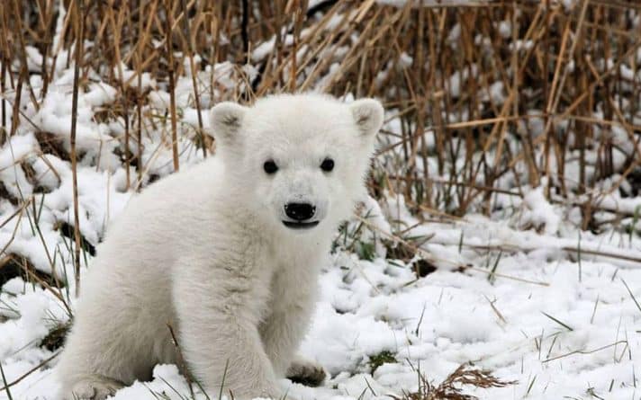В мире: В немецком зоопарке публике показали белого медвежонка