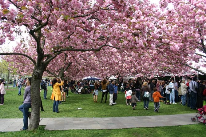 Досуг: Приветствуем весну в Нью-Йорке цветочными фестивалями