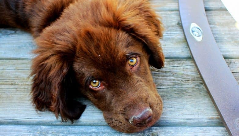 Здоровье: Специально обученные собаки диагностируют рак с точностью до 95%