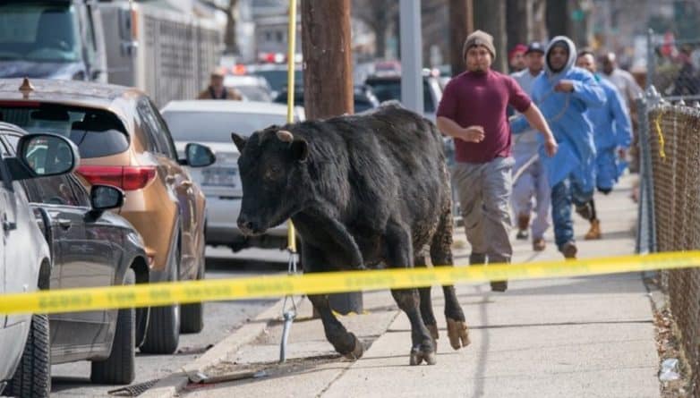 Происшествия: Погоня за быком в центре Нью-Йорка