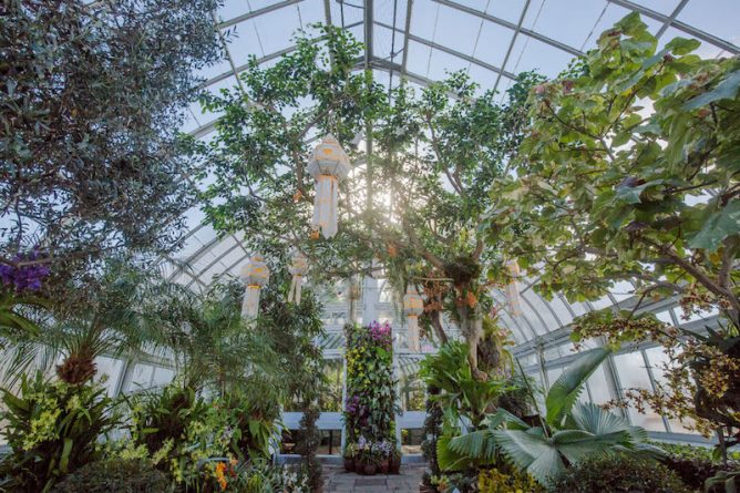 Восхитительная выставка орхидей в Ботаническом саду Нью-Йорка (фото) рис 4